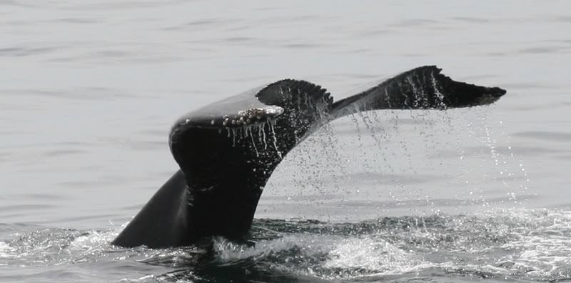 http://i51.photobucket.com/albums/f362/BFS2507/Humpbacktail.jpg