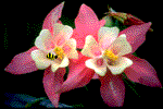 bee_buzzing_flowers.gif
