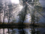 th_forestw.png