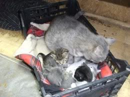 A mummy cat and her kittens benefit from our aid