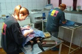 Romania Animal Rescue team of vets and nurses