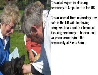 Tessa little Romanian Stray takes part in Blessing ceremony