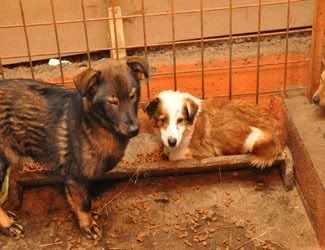 You can help by adopting a Radauti dog