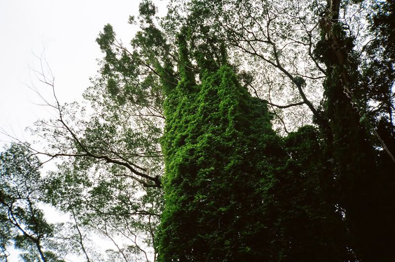 12FV, portra 400nc, xa, o'ahu, 2010