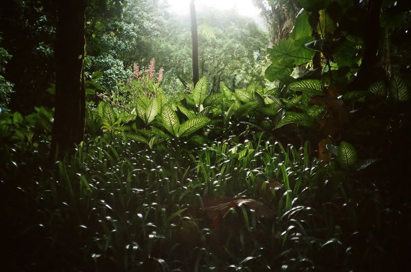 12FV, portra 400nc, xa, o'ahu, 2010