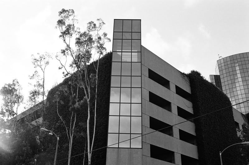 tmax 400, nikon f3hp, 12fv