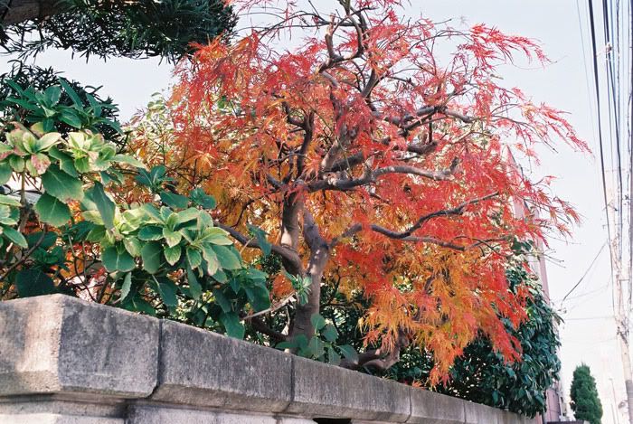 12FV, '09 expired Fuji Pro400H, Nikon F3HP, Japan