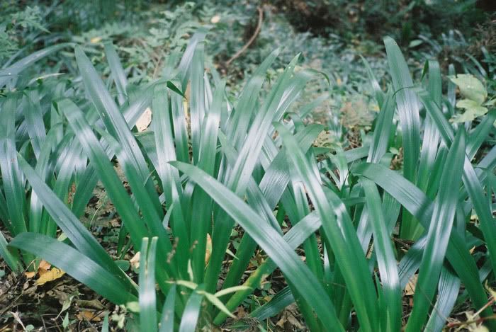 12FV, expired film, Fuji Pro400H, Olympus Stylus Epic, Mt Sekirou