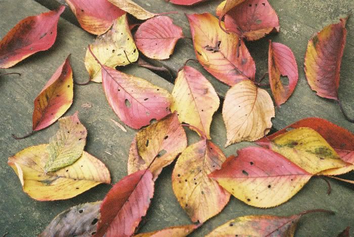 12FV, expired film, Fuji Pro400H, Olympus Stylus Epic, Mt Sekirou