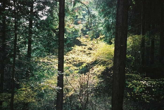 12FV, expired film, Fuji Pro400H, Olympus Stylus Epic, Mt Sekirou