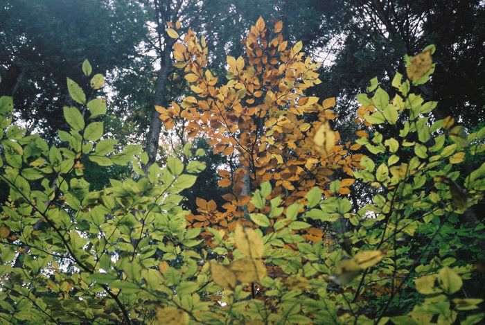 12FV, expired film, Fuji Pro400H, Olympus Stylus Epic, Mt Sekirou