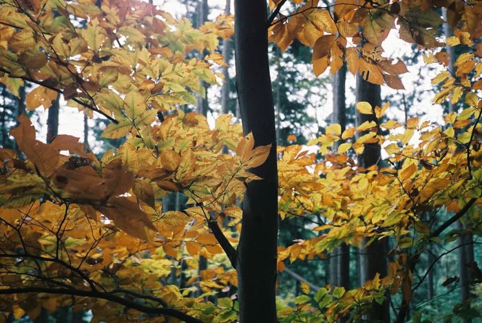 12FV, expired film, Fuji Pro400H, Olympus Stylus Epic, Mt Sekirou