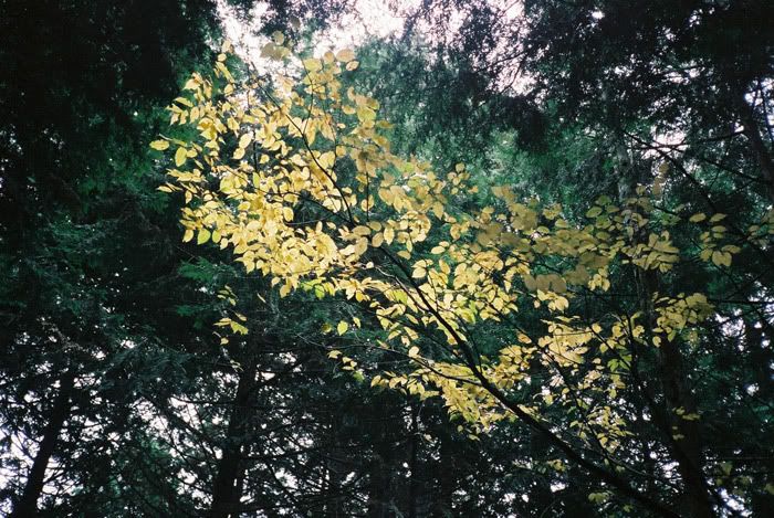 12FV, expired film, Fuji Pro400H, Olympus Stylus Epic, Mt Sekirou