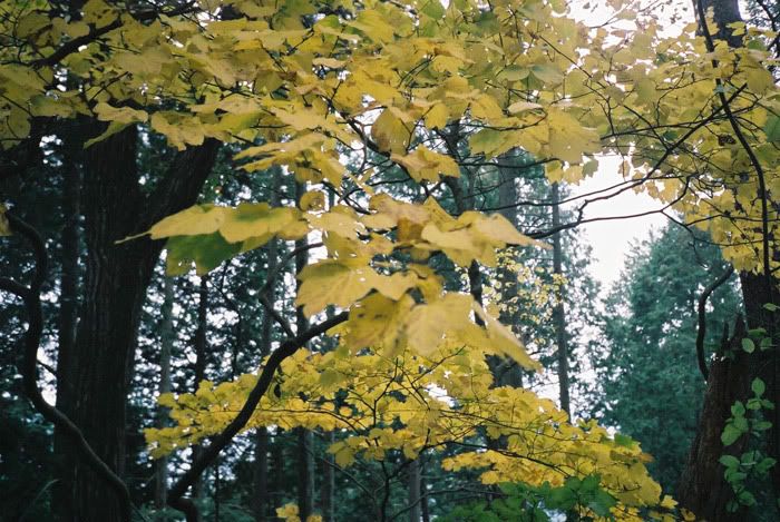 12FV, expired film, Fuji Pro400H, Olympus Stylus Epic, Mt Sekirou