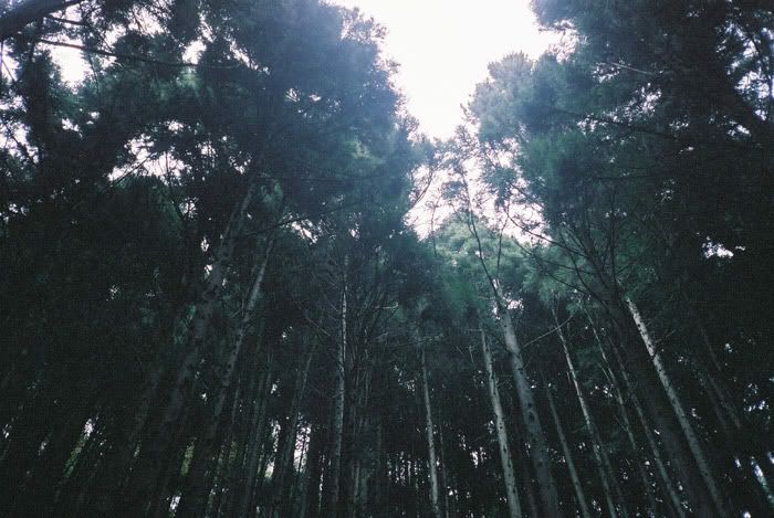 12FV, expired film, Fuji Pro400H, Olympus Stylus Epic, Mt Sekirou