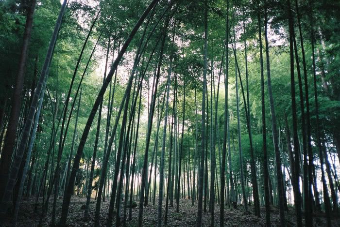 12FV, expired film, Fuji Pro400H, Olympus Stylus Epic, Mt Sekirou