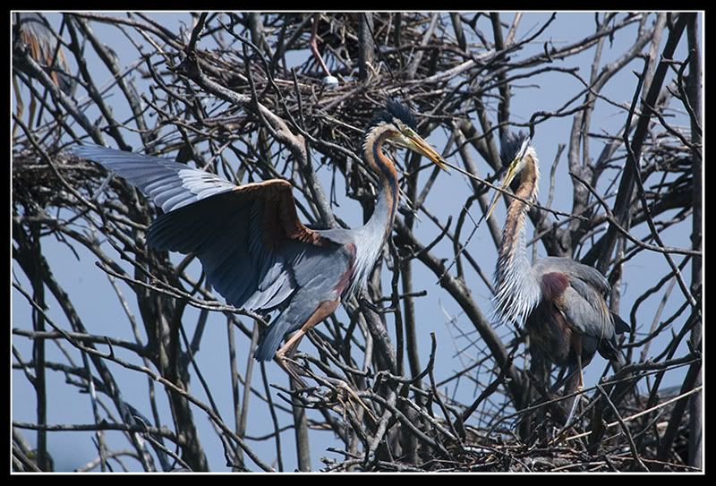 IMAGE: http://i51.photobucket.com/albums/f367/gckw8833/Animals/_MG_0673.jpg