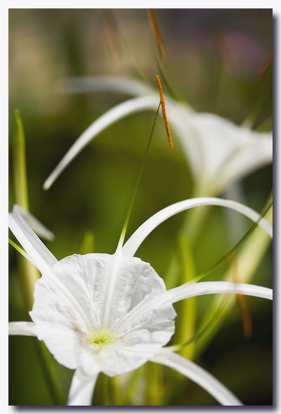 IMAGE: http://i51.photobucket.com/albums/f367/gckw8833/Flower/_MG_4983.jpg