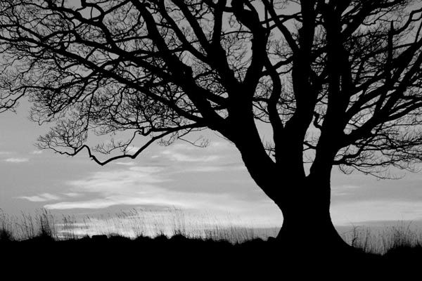lack and white tree black and white tree photos. lack and white tree