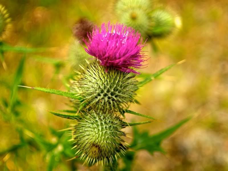 flowerofscotland.jpg
