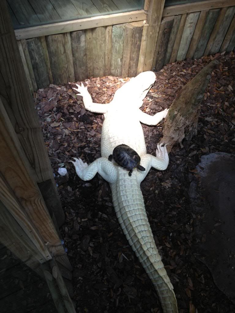 photo alligator1.jpg