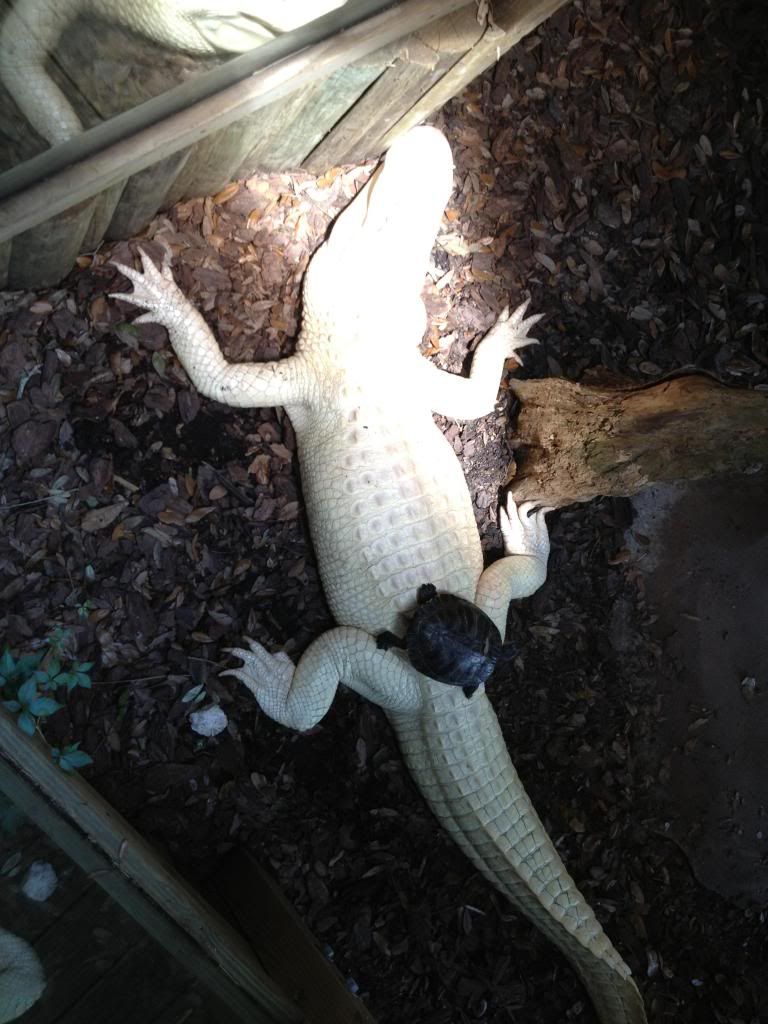 photo alligator2.jpg