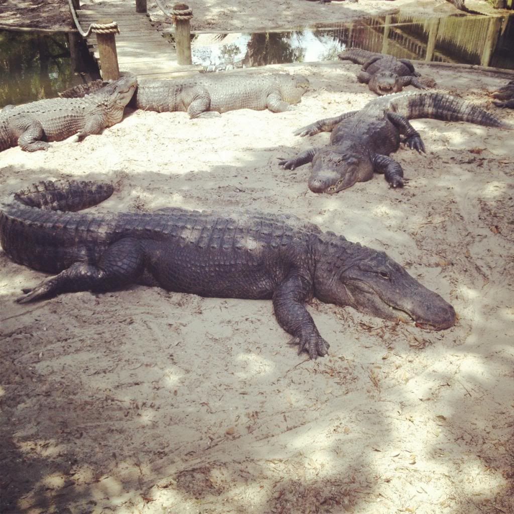 photo alligator3.jpg