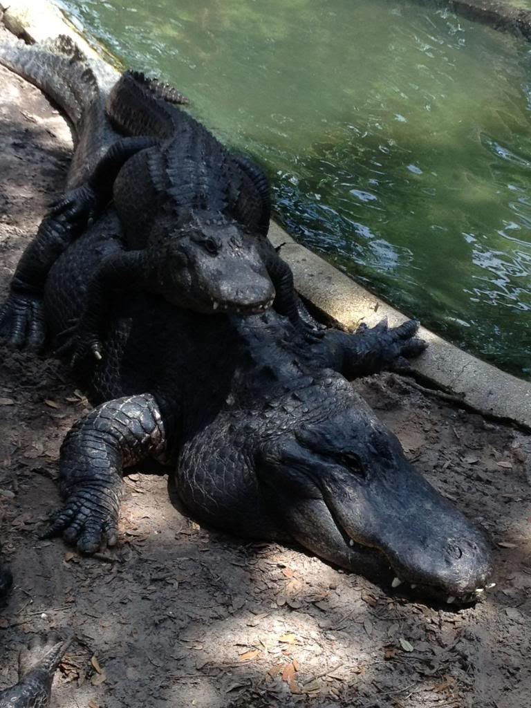 photo alligator4.jpg