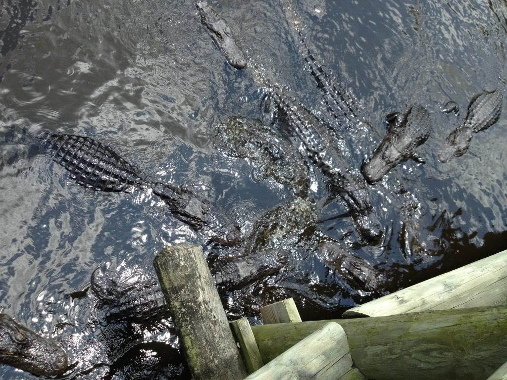 photo gators.jpg