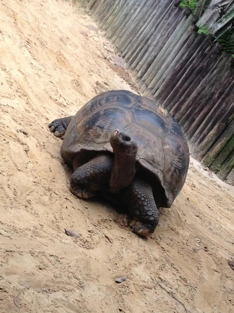photo turtle1.jpg