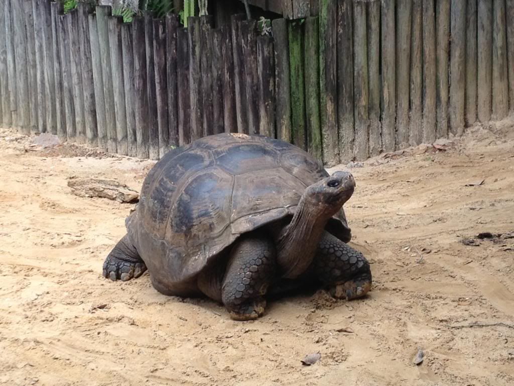 photo turtle2.jpg
