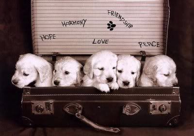 puppies.jpg CUTE image by Starz99