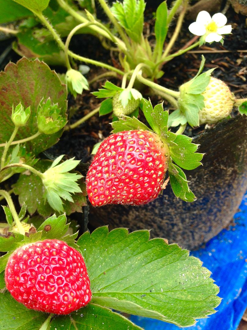 Libtong Strawberry Garden