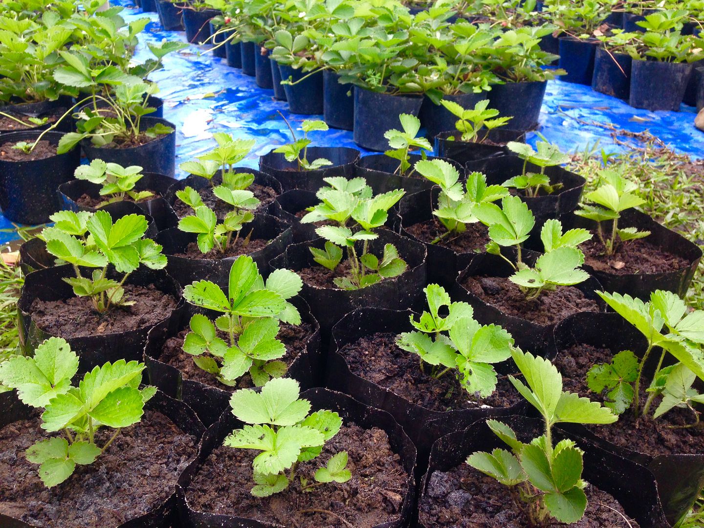 Libtong Strawberry Garden