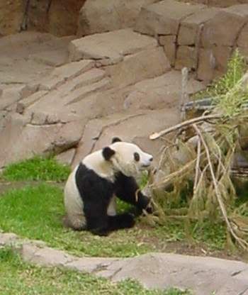 Panda