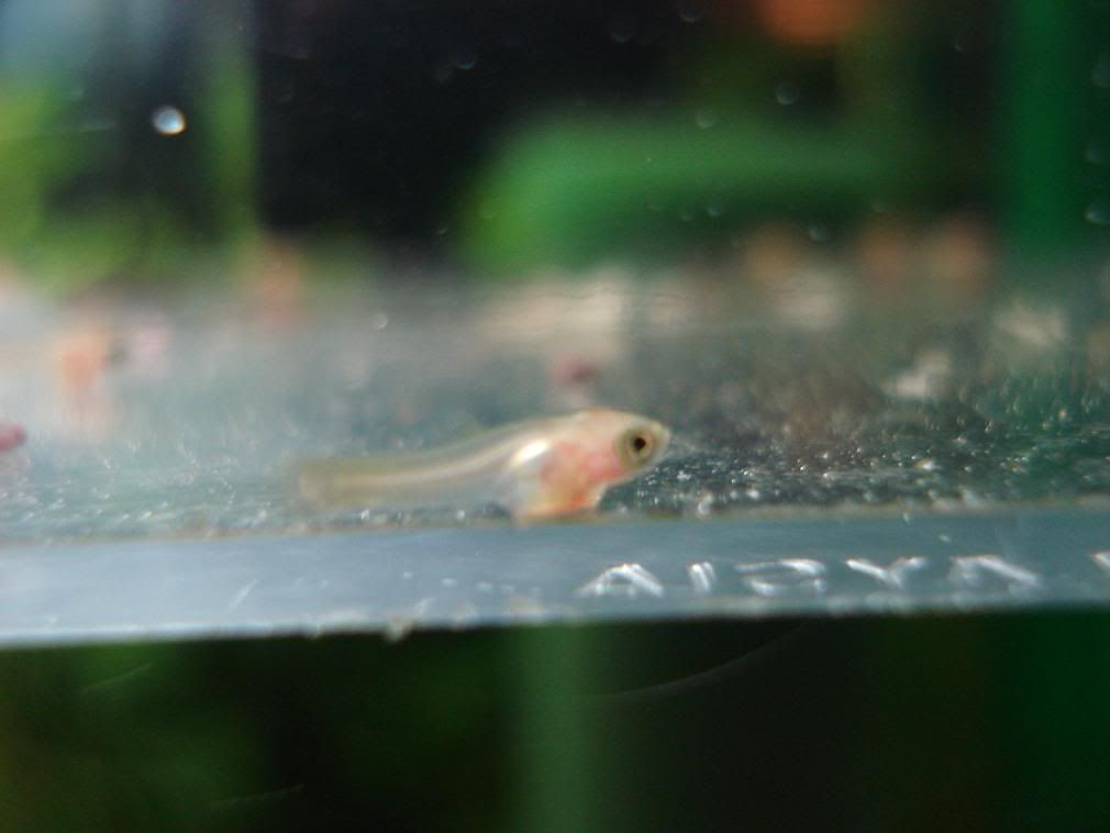 Baby Swordtail Fish
