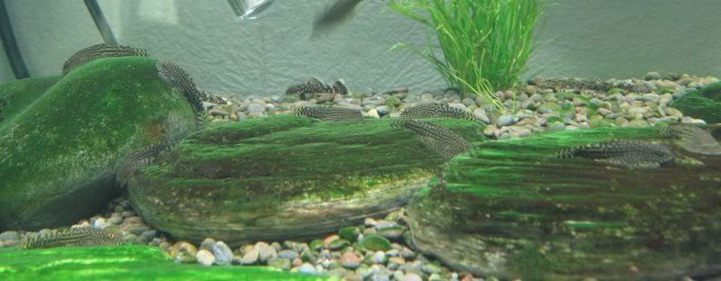 Tigerhillstreamloach.jpg