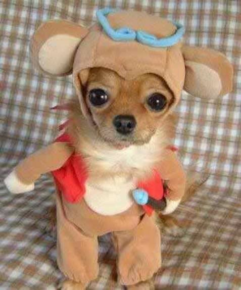 dog mouse