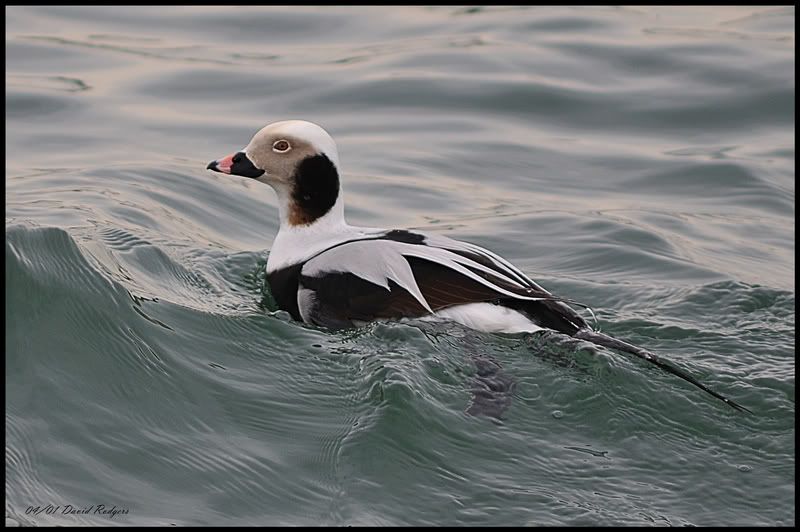 Winter-male-long-tail-duckf.jpg