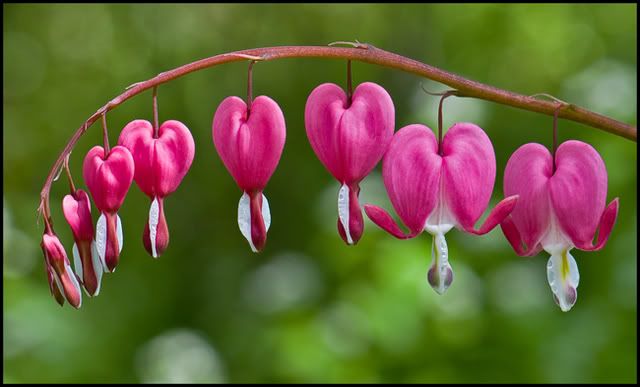 bleeding-hearts-for-port.jpg