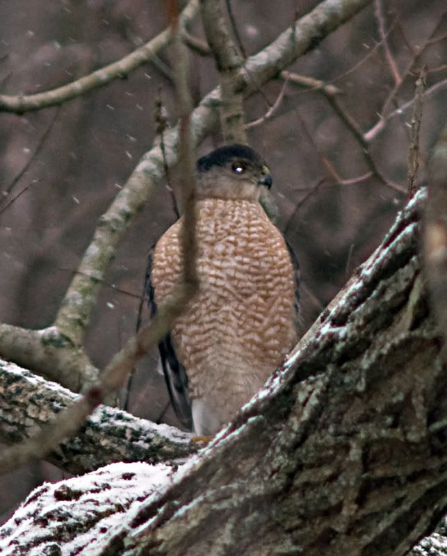 burligntonmarshwalkredbelly_2008011.jpg