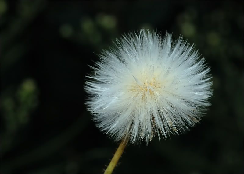 dandilion.jpg