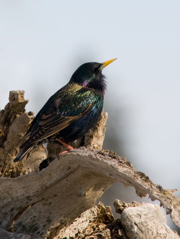 european-starling-breeding-plumage-.jpg