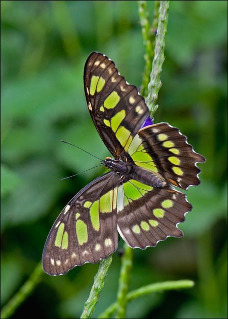 green-swallowtail--for-web.jpg