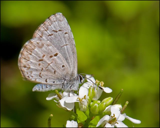 holly-blue-for-web.jpg