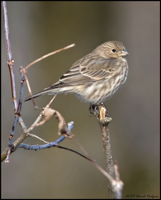 house-sparrow.jpg