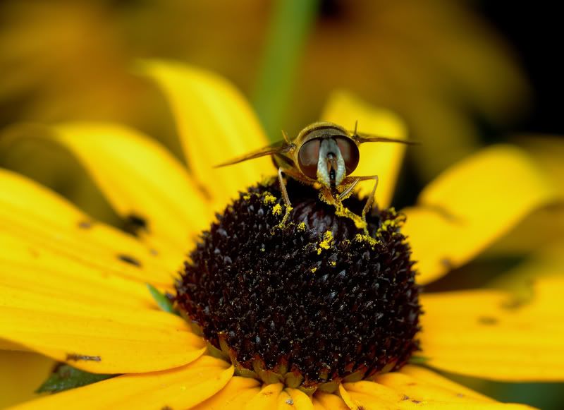 hoverfly2.jpg