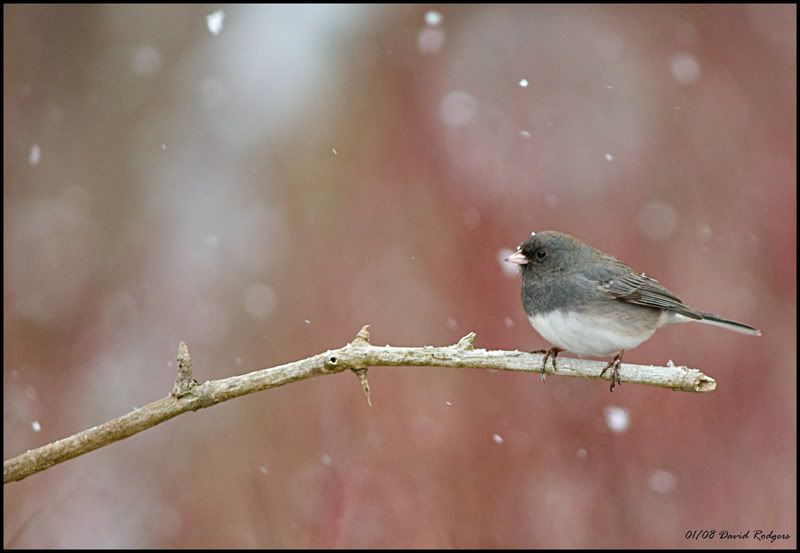 junco.jpg