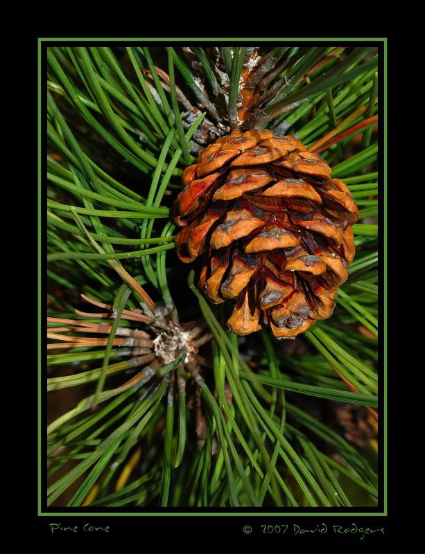 pinecone.jpg