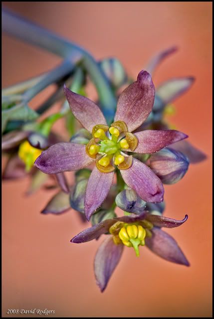 purple-wild-flower-for-web.jpg